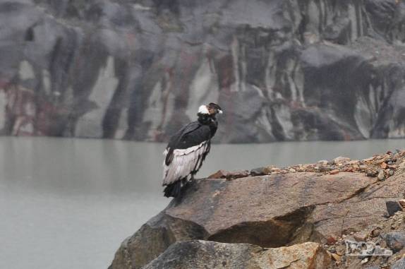 Um majestoso condor descansa ao lado da Laguna Torre, no Parque Nacional Los Glaciares, perto de El Chaltén, na Argentina